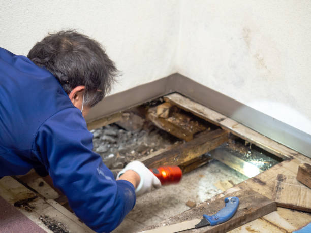 Best Residential Mold Removal  in Wilburton, OK