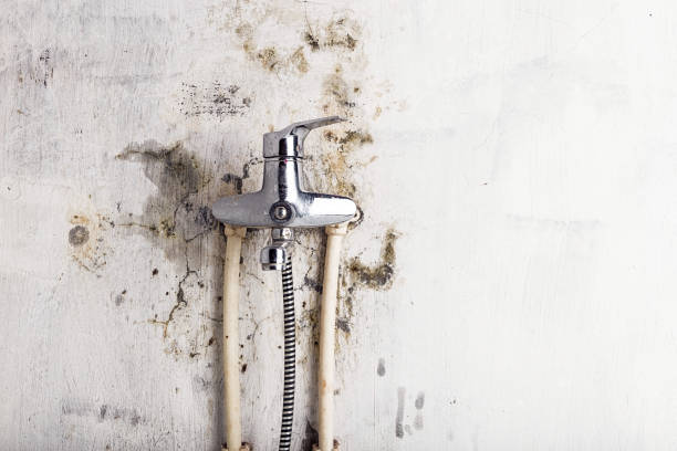 Best Fast Mold Removal  in Wilburton, OK