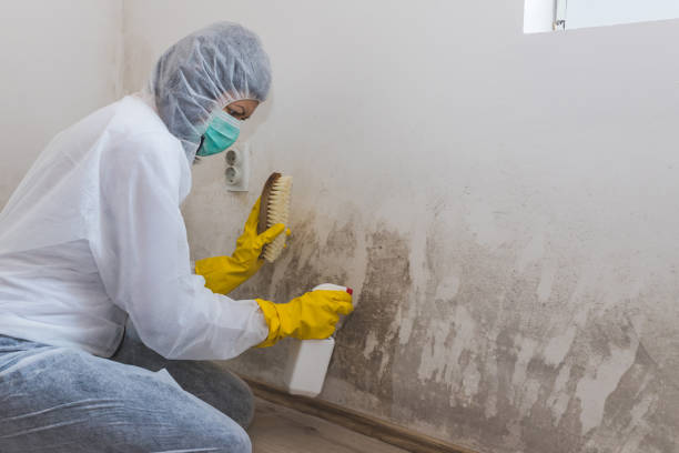 Best Professional Mold Removal  in Wilburton, OK