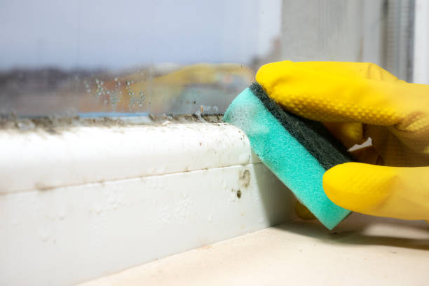 Best Toxic Mold Removal  in Wilburton, OK