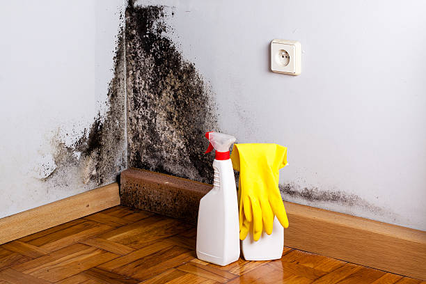 Wilburton, OK Mold Removal Company