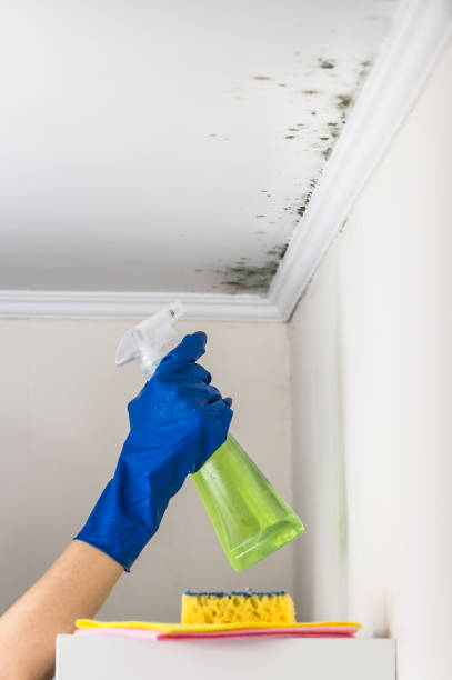 Mold Removal and Inspection in Wilburton, OK